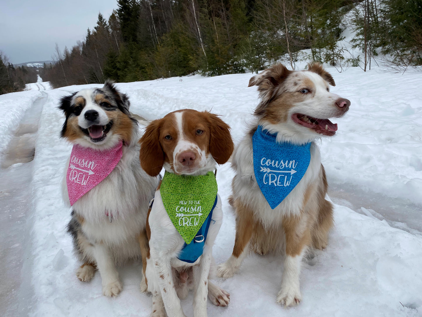Santa's Favorite Pet Bandana