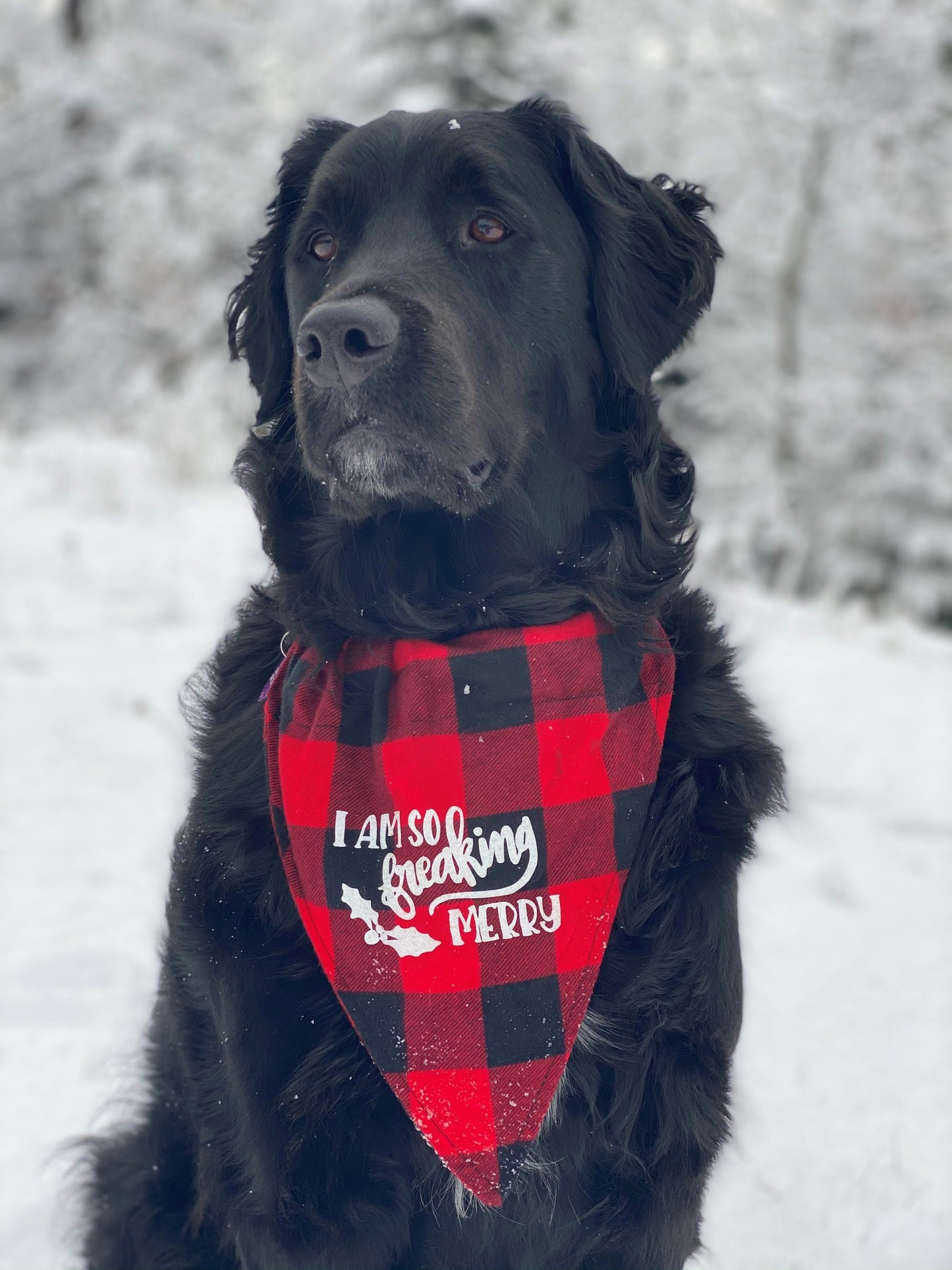Santa's Favorite Pet Bandana