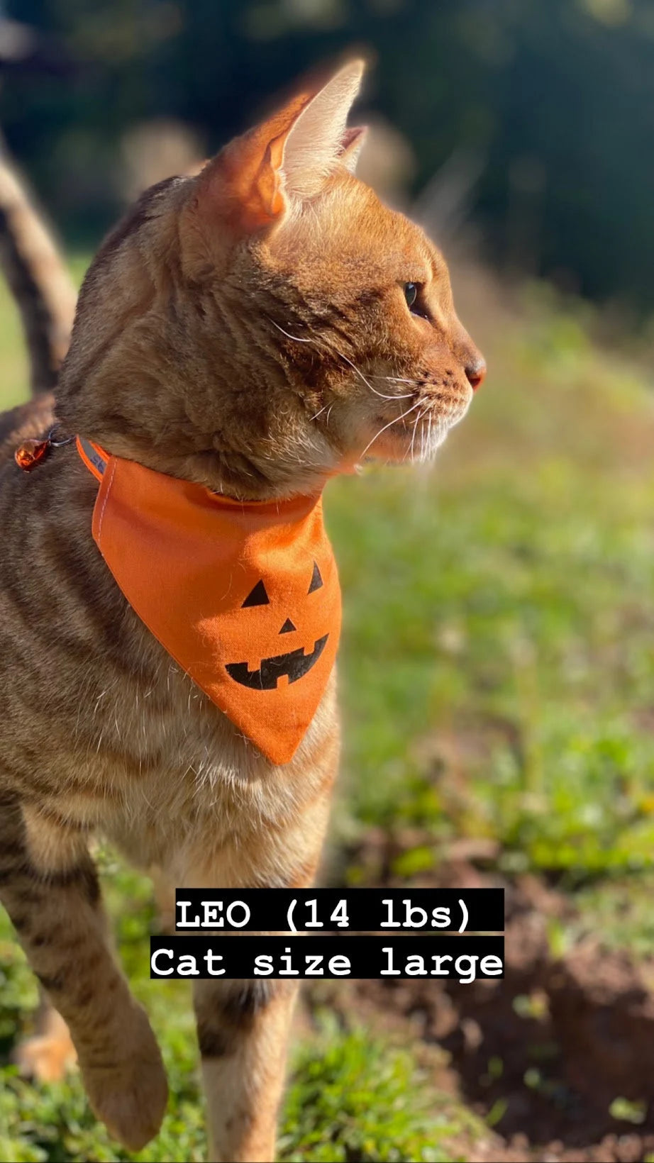 Santa's Favorite Pet Bandana