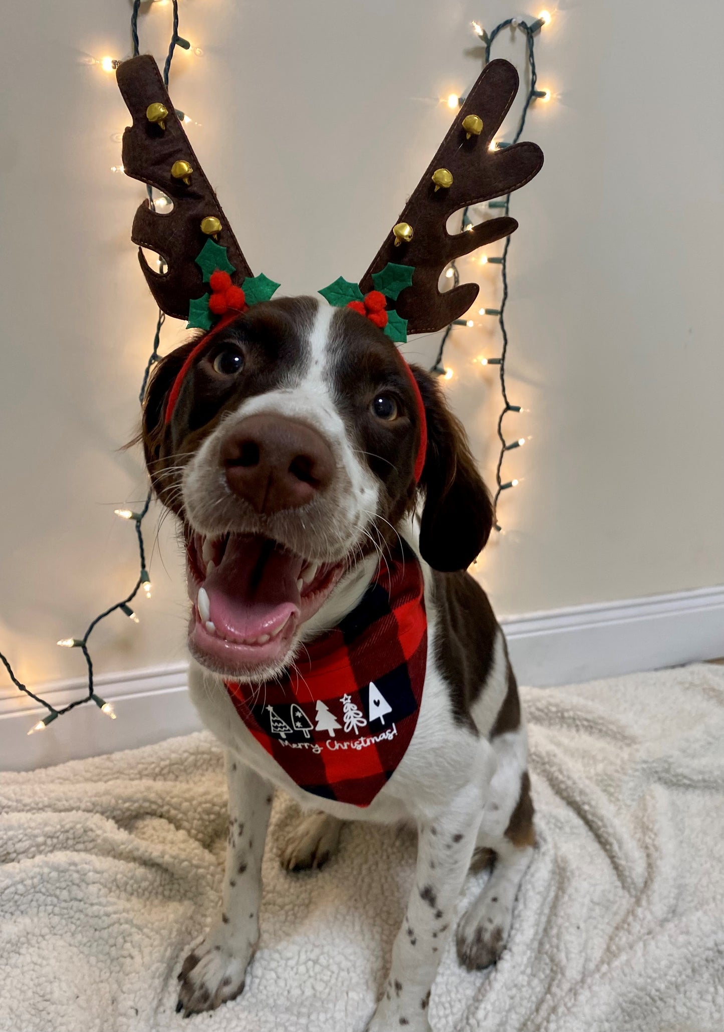 Santa's Favorite Pet Bandana