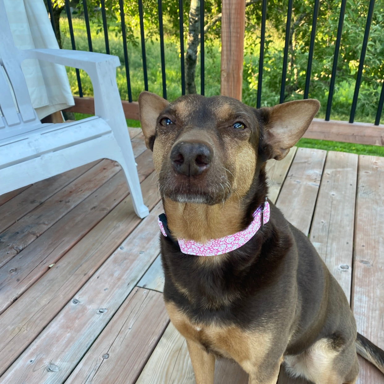 Personalized Flamingo Dog Collar